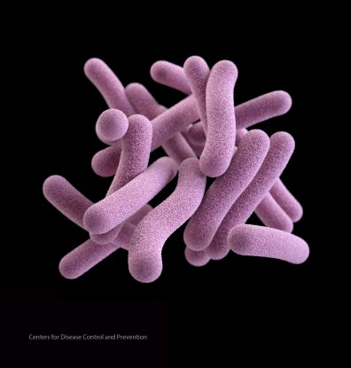 Mycobacterium - Photo -  CDC