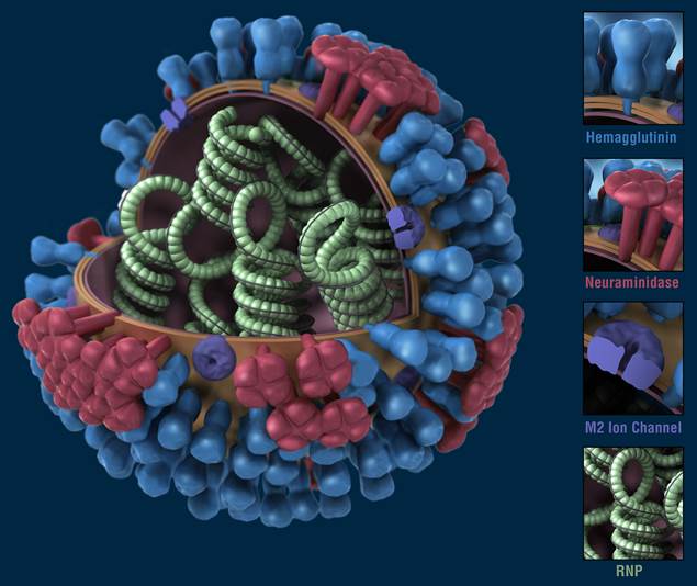 H1N1 graphical representation - CDC-Optimized