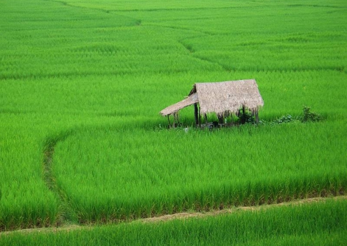 Rice - Wikimedia Commons