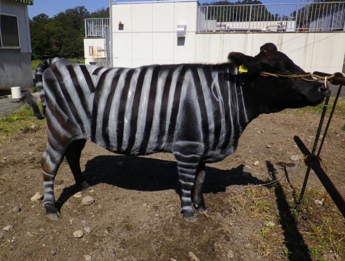 Stripped Cows-Optimized